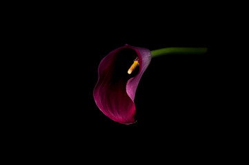 Purple arum lily on a black background