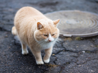 Naklejka na ściany i meble The red cat on the asphalt near the sewer hatch_
