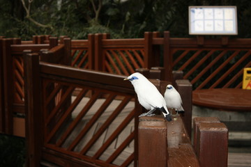 Bird cockatoo asia