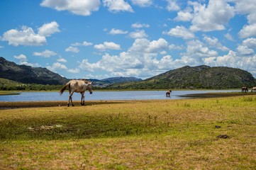 Lagoa com cavalo