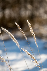 frosty grass bents in winter snowy day