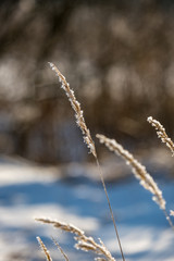 frosty grass bents in winter snowy day