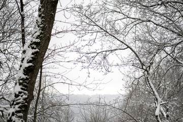 snow covered trees in winter forest.