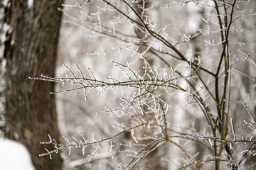 snow covered trees in winter forest.