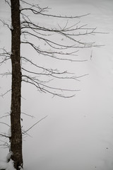frozen birch trees casting shadows in snow