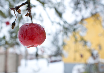 A forgotten apple in the apple tree in the winter.
