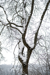 snow covered trees in winter forest.