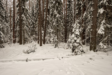 Fototapeta premium snow covered trees in winter forest.