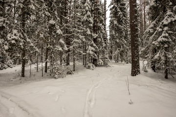 snow covered trees in winter forest.