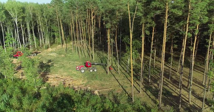 The forestry industry. Pine Forest Harvesting Machine. Logging Equipment. The harvester lumberjack working in a forest. Forest Wheeled Harvesters. A cut-to-length (CTL) forest harvester. 