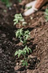 old woman inserts tomato seedlings into the soil in spring