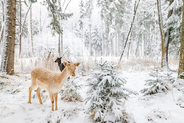Fototapeta premium Reh im Winter im Wald / Wildpark nah wild