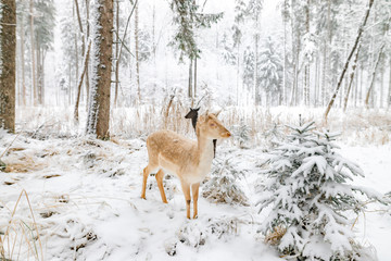 Reh im Winter im Wald / Wildpark nah wild