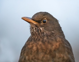 Amsel Portrait