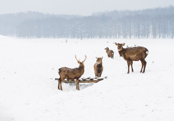 herd deer in the background of forest