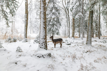 Reh im Winter im Wald / Wildpark nah wild