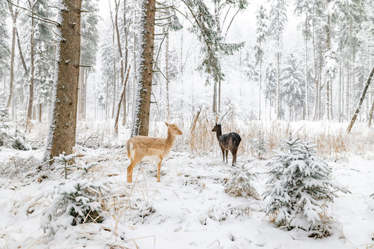 Reh im Winter im Wald / Wildpark nah wild © Marc