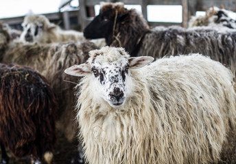sheep in farm pen against a flock