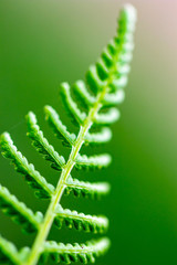 Gentle fresh autumn fern leaf with selective focus and blurred light green background, shallow depth of field, DOF, photographed near Dospat, Southern Bulgaria, long exposure image