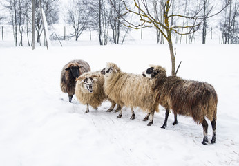 flock of sheep in the winter