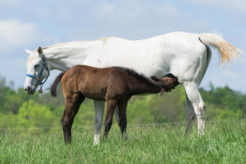 Thoroughbred Horses of the Kentucky Bluegrass