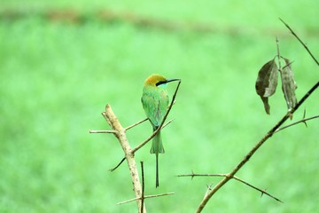 Green bee eater
