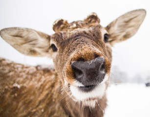 funny muzzle deer close up
