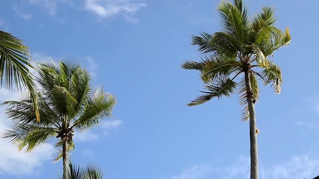 Pam trees waving in caribbean wind - Tropical destination - Exotic vacations concept