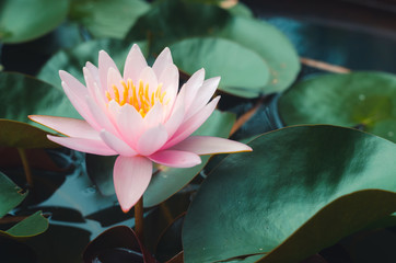 pink lotus flower in pond. aquatic water lily nature flower background.