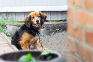 The dog off the leash. The yard mongrel looks with a devoted look. The animal guards the house. The...
