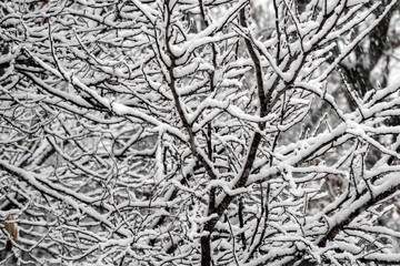 Snow covered branches makes a pretty background scene.