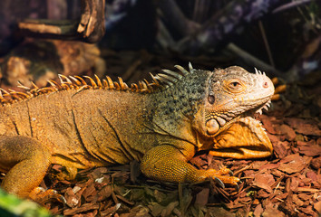 iguana under the lamp