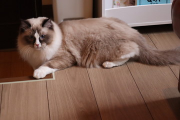 床の上に座ってくつろいでいるラグドール猫