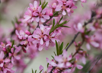 Fototapeta na wymiar Blooming tree in spring with pink flowers. Cherry plum tree. Macro