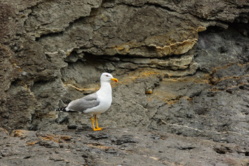seagull on a rock
