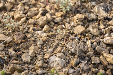 background of stones