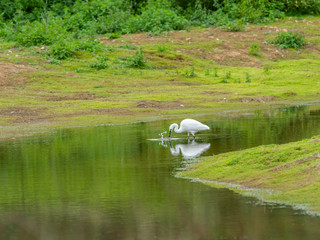 Little Egret (  Egretta garzetta ) Fishing in a Pond