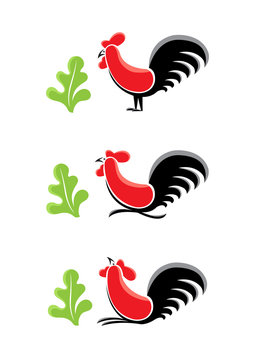 Rooster (Ayam Jago)