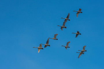 Flying white whooping swans, Altay, Siberia Russia