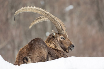 Stambecco delle Alpi (Capra ibex)