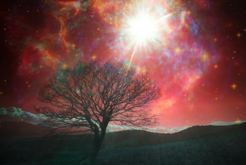 Fototapeta na wymiar red alien landscape with alone tree over the night sky with many stars - elements of this image are furnished by NASA