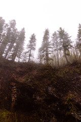 Obraz premium Trees above