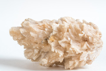 Drusus cargo. fossil stone on a white background isolate.