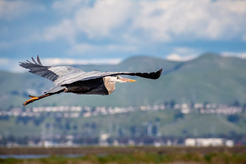 Great Blue Heron (Ardea herodias) flying over the marshes of south San Francisco bay area, green hills in the background; California