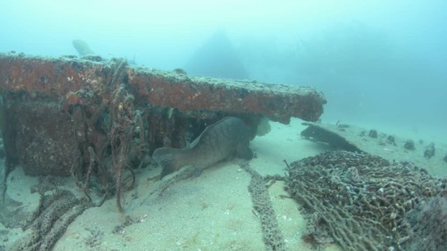 Leopard grouper (Mycteroperca rosacea) in the coral formation, from the reefs of the Sea of Cortez. Cabo Pulmo National Park, Baja California Sur, Mexico. Cousteau named it The world's aquarium.