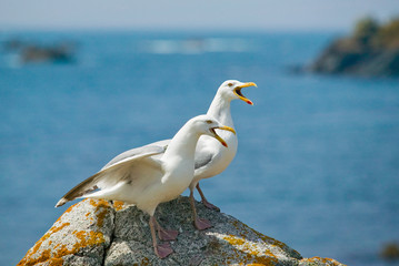 seagull couple quarreling on a rock on Isle of Guernsey, Channel Islands