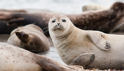 Fototapeta Horsehead seal on Helgoland Island, German Bight, Germany obraz