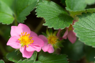 Wild strawberry flowers