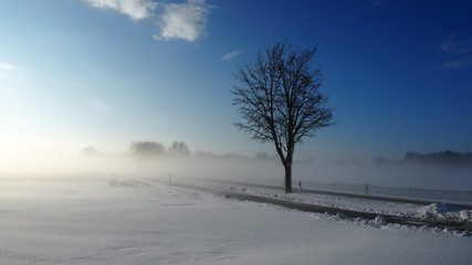 befogged tree and street and snow in an early morning sunrise in winter