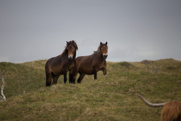 two brown wild horses standing on a green grass hill looking towards camera